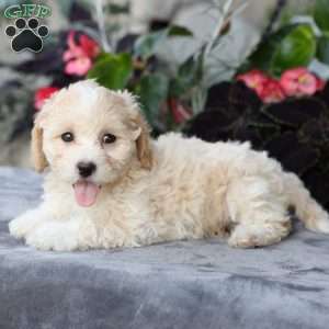 Cami, Bich-Poo Puppy